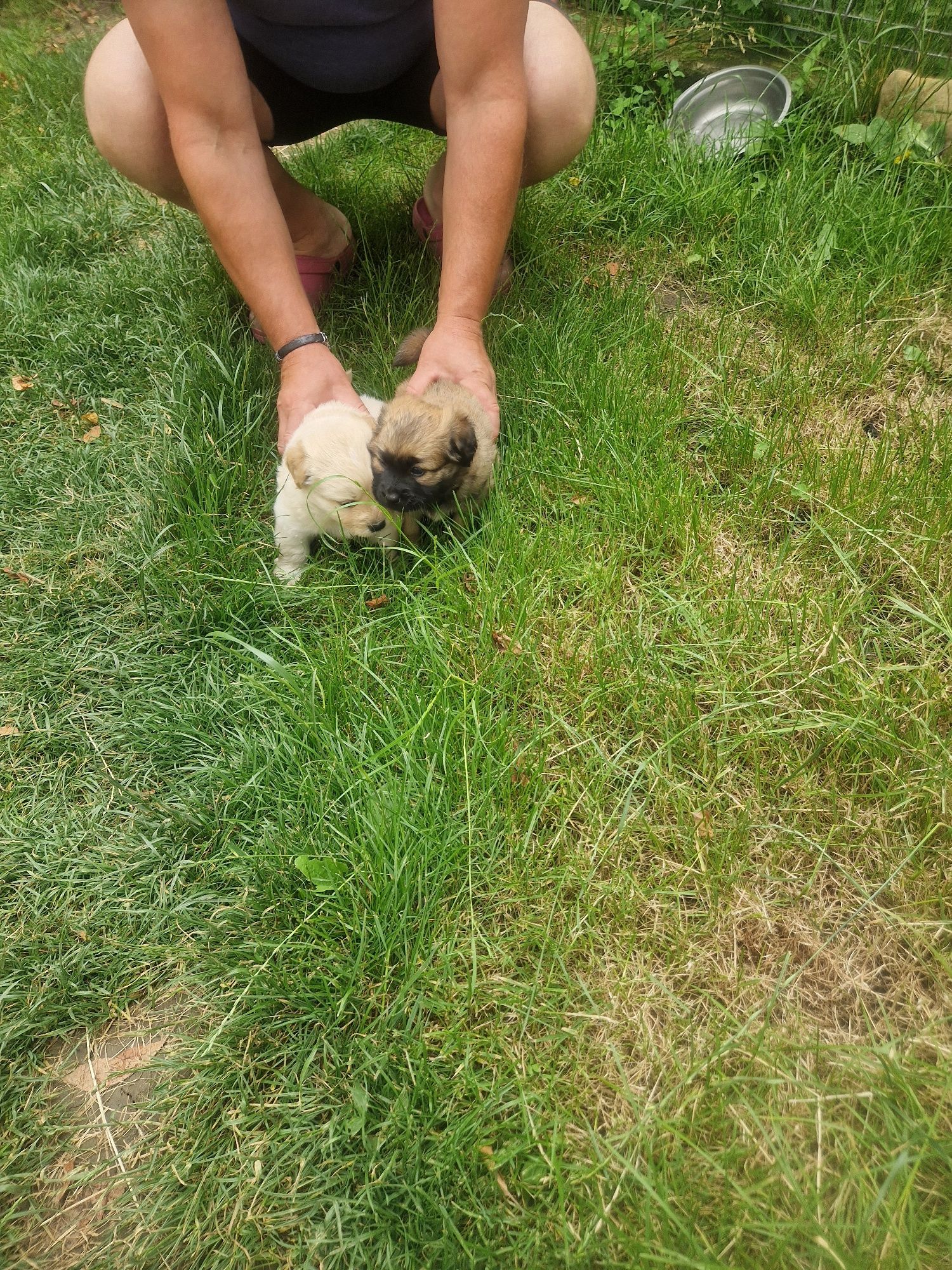 Cățelușii bichon