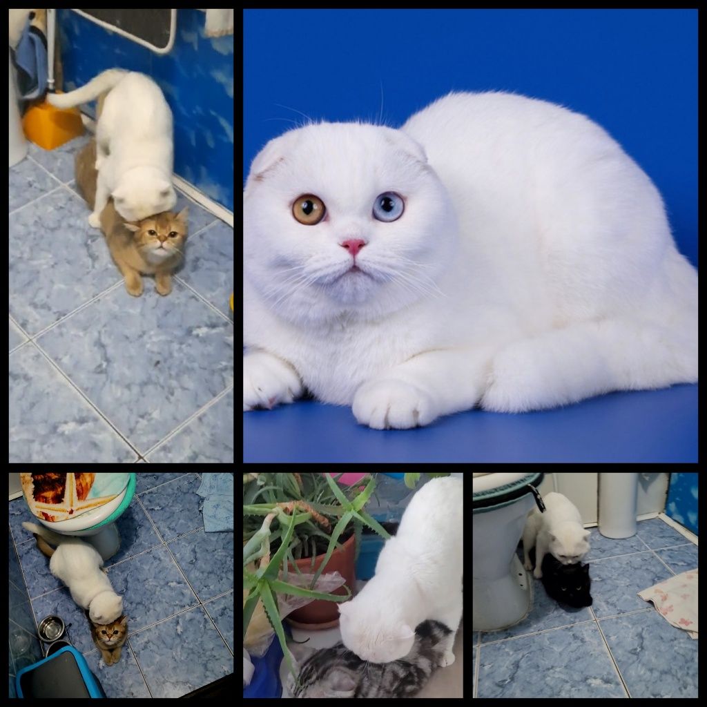 Вязка кот шотландский вислоухий опытный