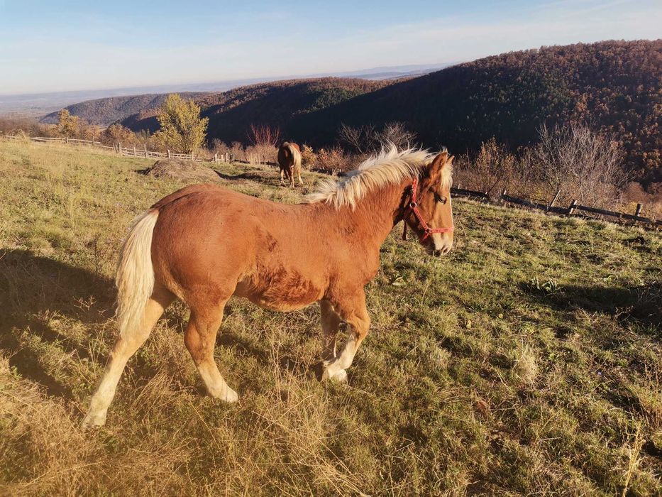 Mânz tânăr de 6 luni