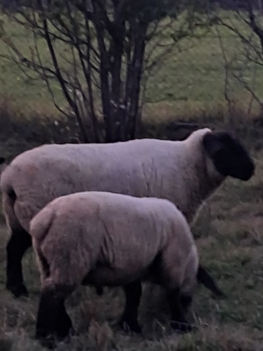 2 miele rasa Suffolk