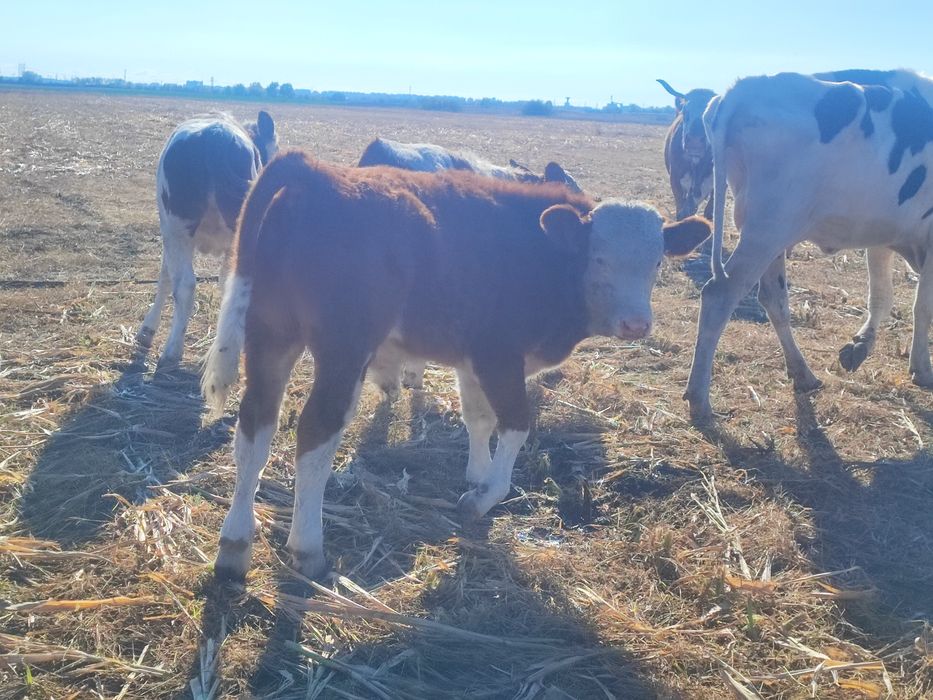 Vând vaci și vitele