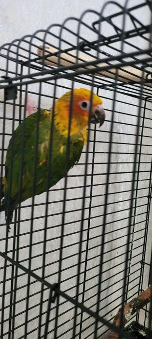 Papugay aradinka rucnoy