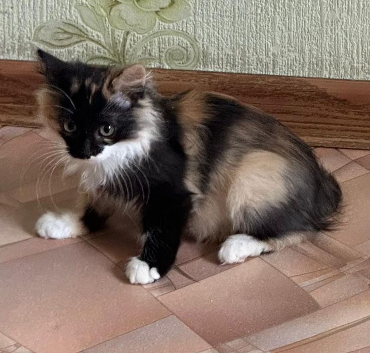 Отдам котенка в хорошие руки
