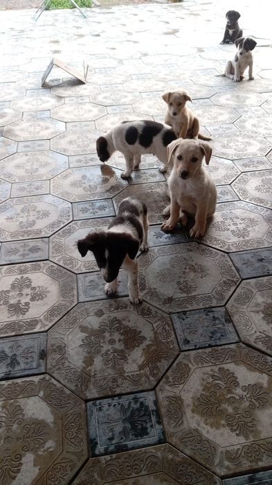 Отдам щенков в хорошие добрые руки