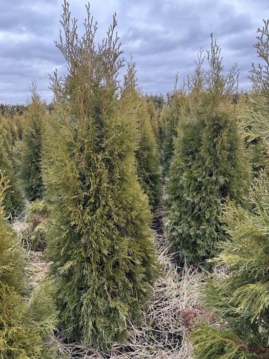 Tuia smarald 120-140 cm