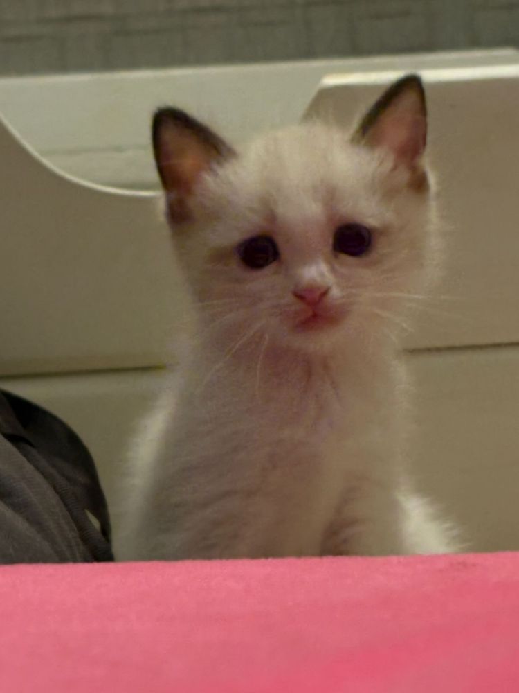 Котят отдам в добрые руки