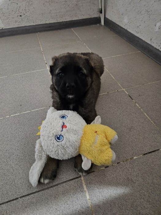 щенок, төбет САО