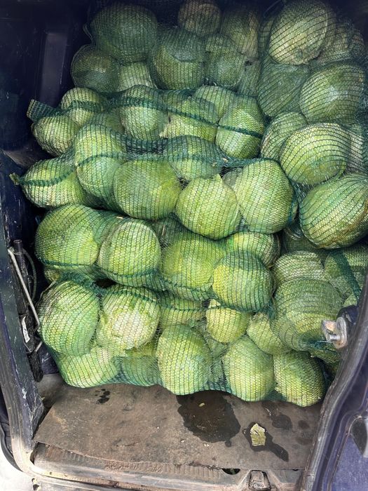 Varza  de  buzau