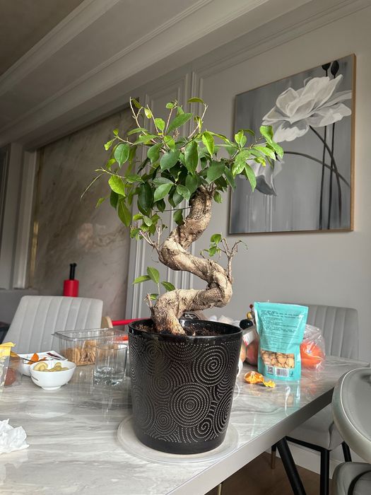 Цветок Бонсай фикус