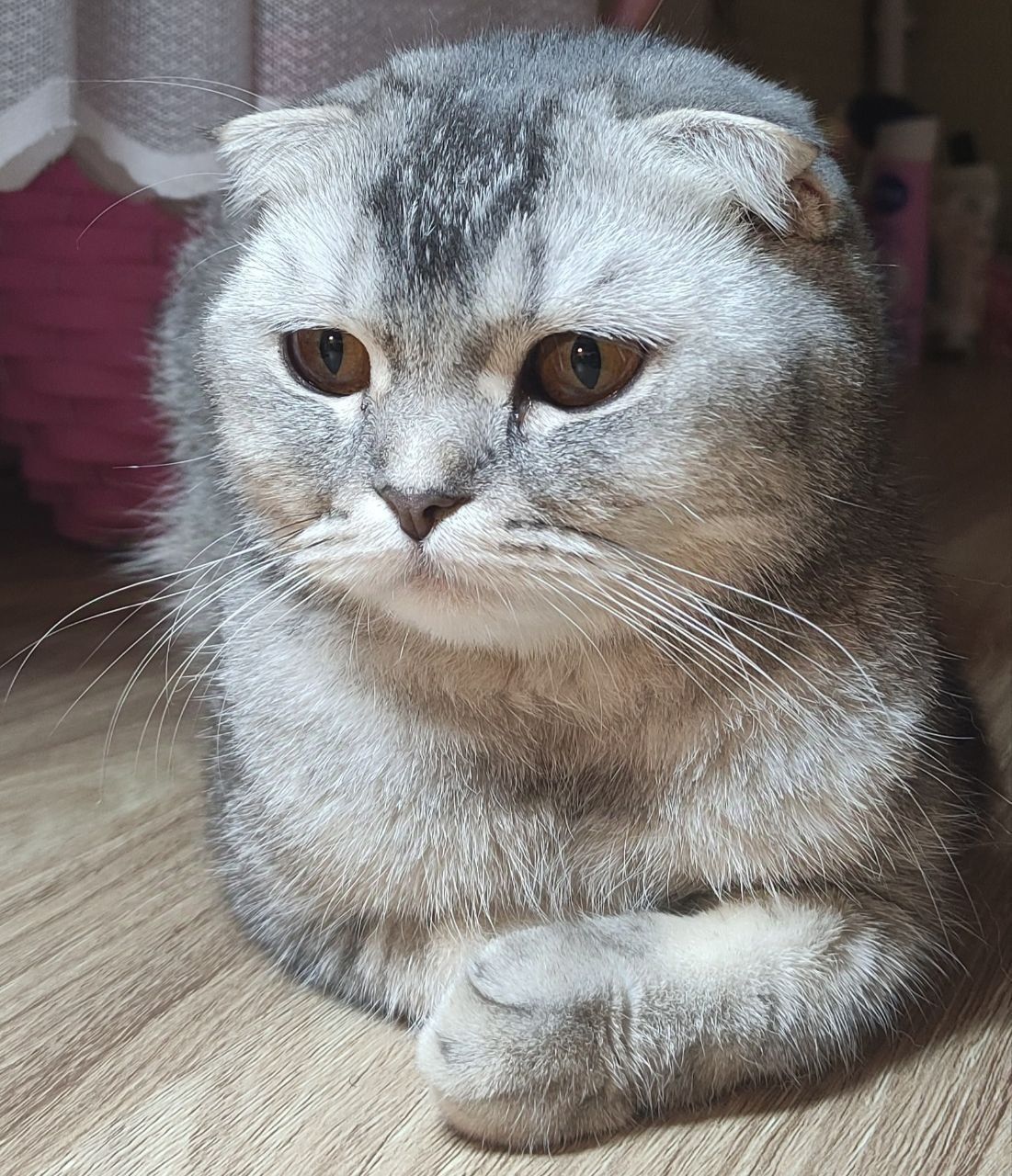 Кошка Скоттиш Фолд