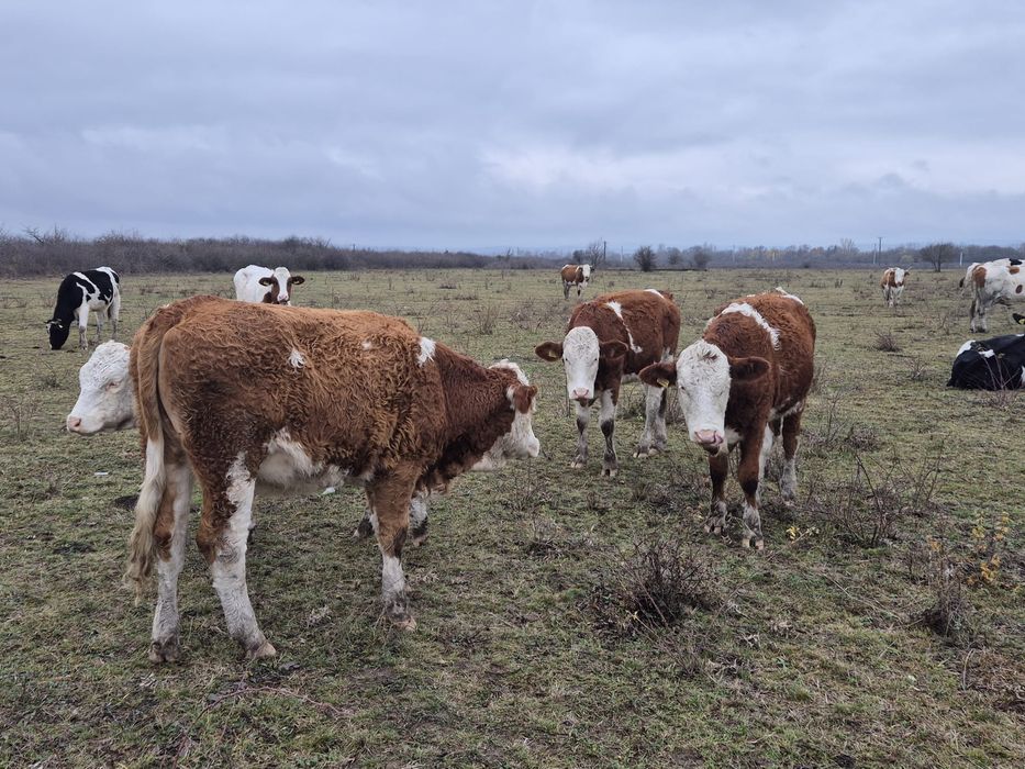 Vand 5 juninci,vitele,vaci