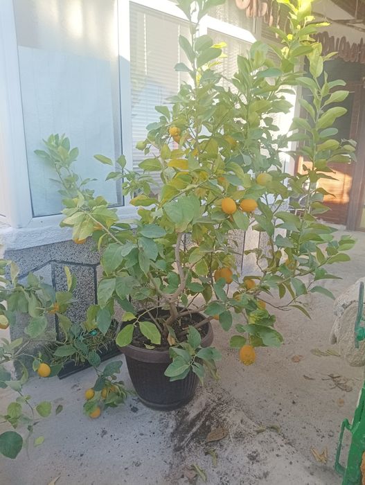 Лимоново дърво ароматен