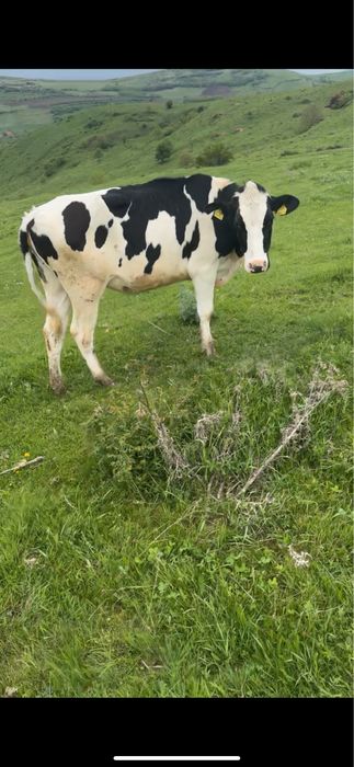 Vand junici holstain gestante