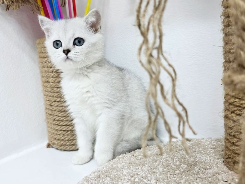 Британские пареньки и девули ждут любящих хозяев