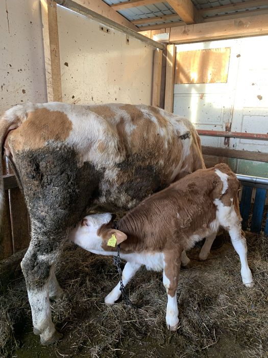 Vând vacă cu vițea