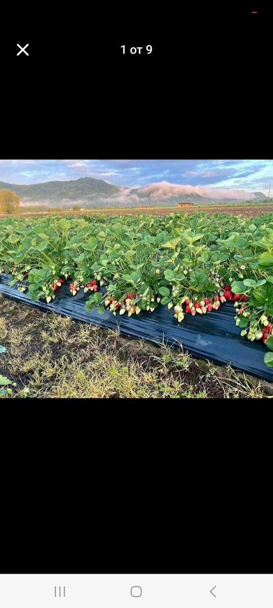 Продавам добре вкоренен разсад