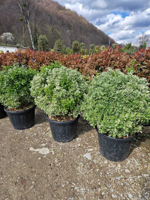 Plante Ornamentale Calitate Extra Oriunde in tara!