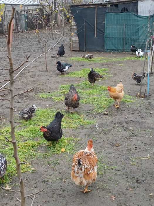 Vând găini,cocoși,rațe și rățoi