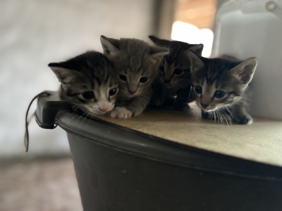 Отдам котят в хорошие добрые руки