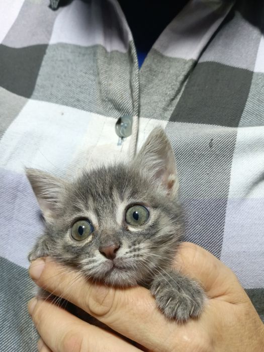 Котята в хорошие руки