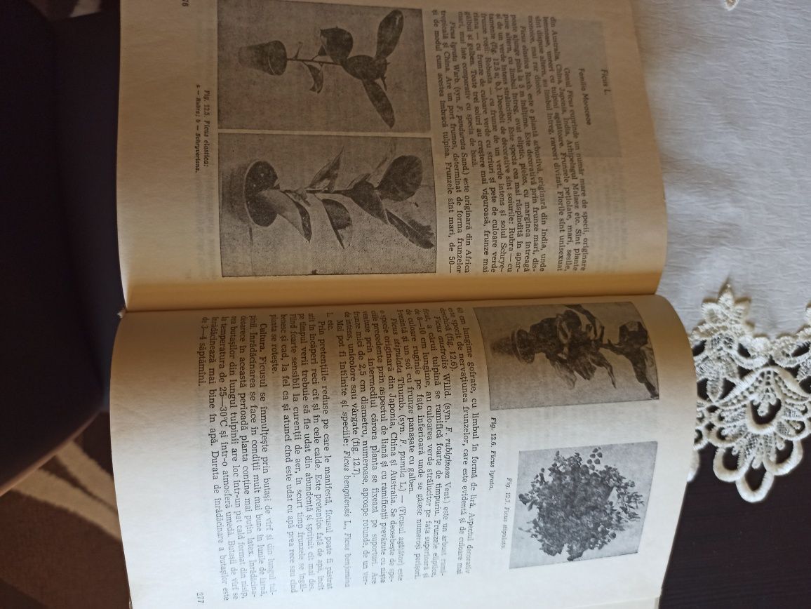 Floricultura, compendiu , manual.