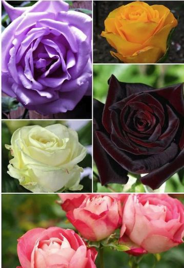 Trandafiri Tufa (Intens Parfumați )