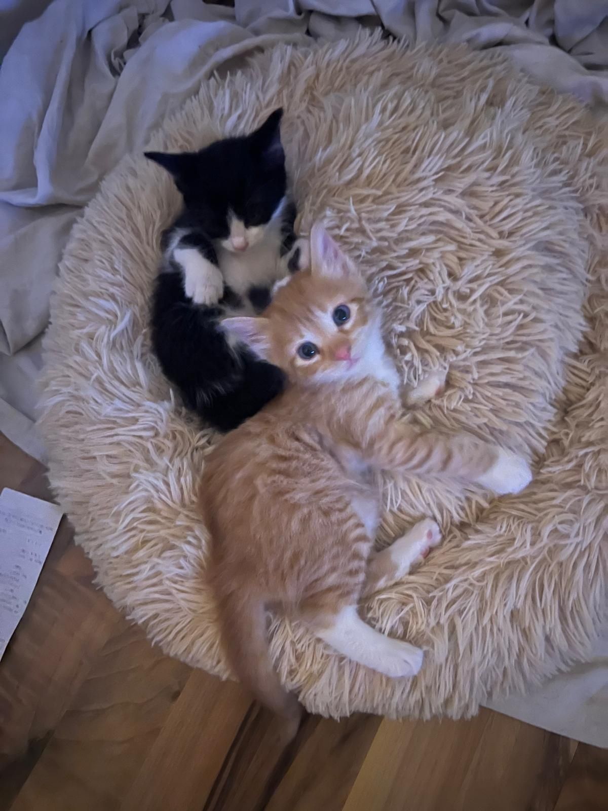 Pisici mici draguti