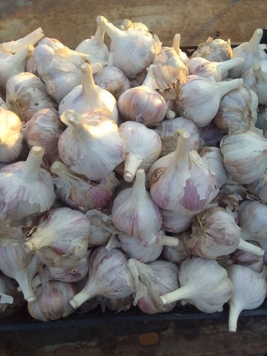 Продам чеснок.Домашний.