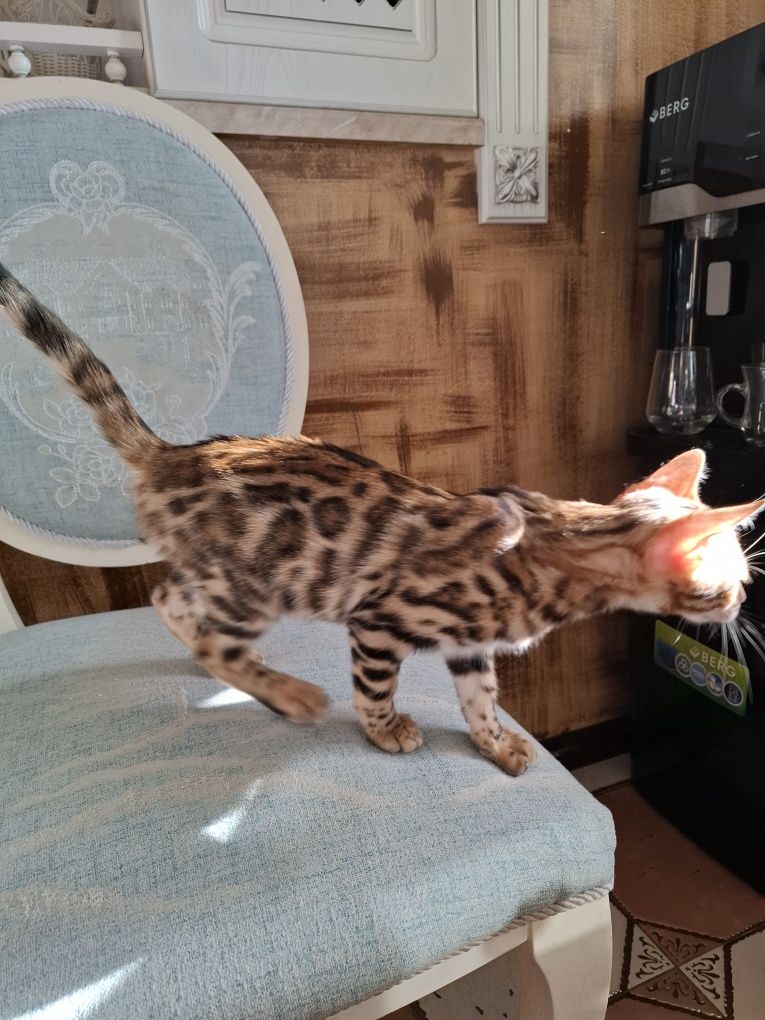 Бенгальский котёнок мальчик окрас браун несёт снег сепию 4 месяца