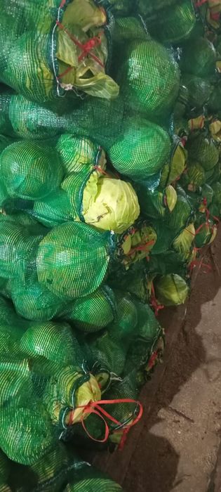 Картошка сорт Гала оптом