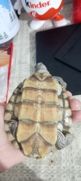 Vand Broasca testoasa (cu accesorii)