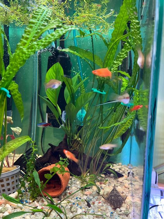 Pești ,plante acvariu