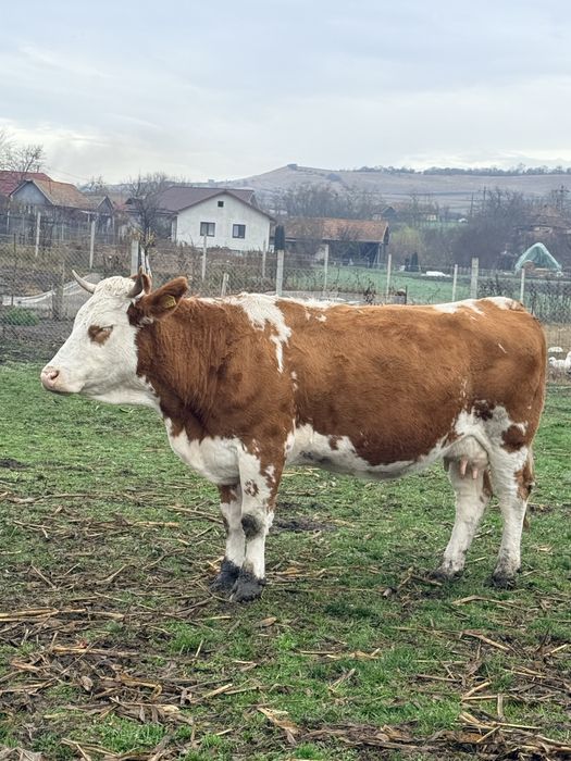 Bălțată românească gestantă