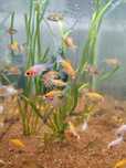 Carasi iaz :aurii, oranda, negru telescopic, calico