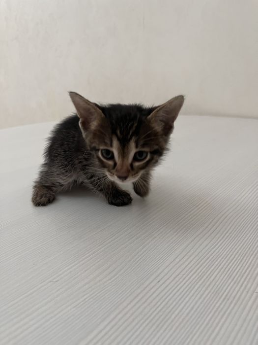 5 сүйкімді марғаулар өз иелерін іздейді.(5 марғау үй жағдайында өскен)