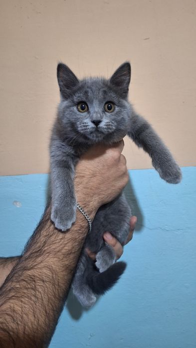 Skocht strayt 2 oylik