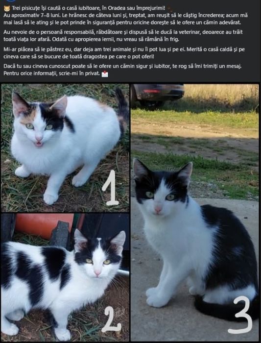 Adopta o pisicuta - Oradea