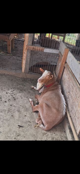 Vând țap saen varsta 1 an si 8 luni