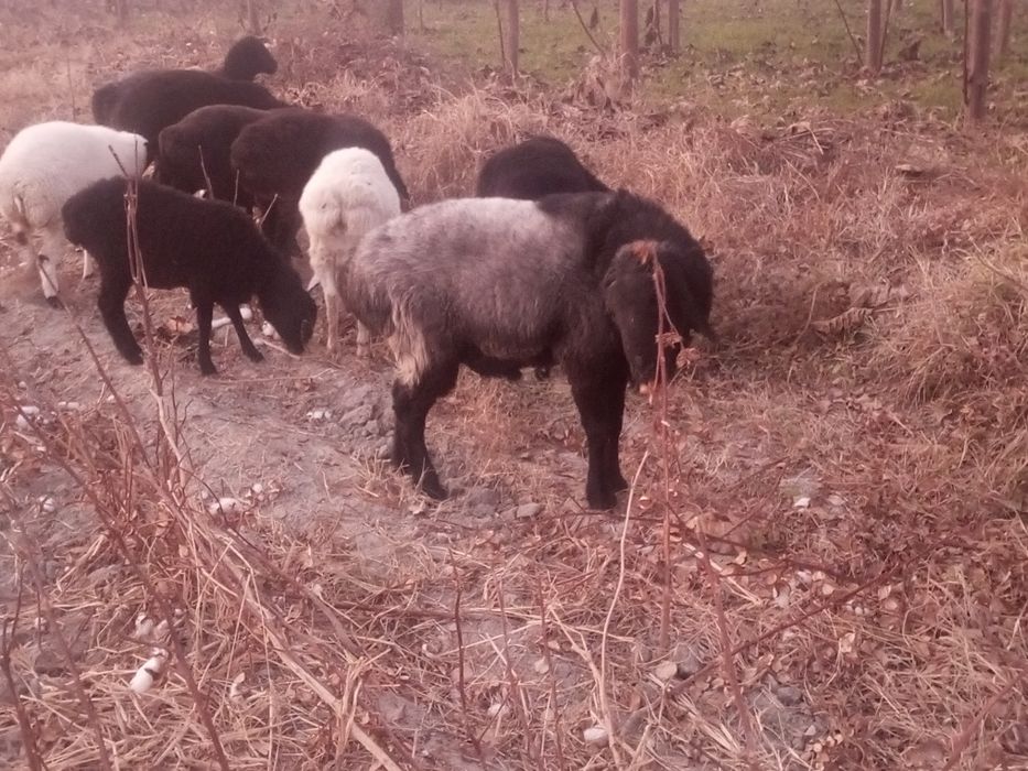 Кучкор ва шу йилги кучкорча ва куйчалар сотилади