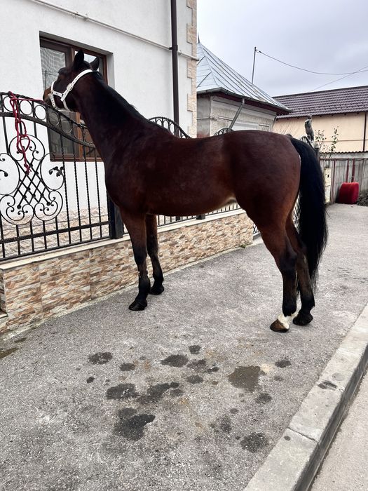 Cal trapas de ploiesti