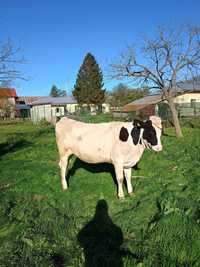 Vitea, rasa Holstein
