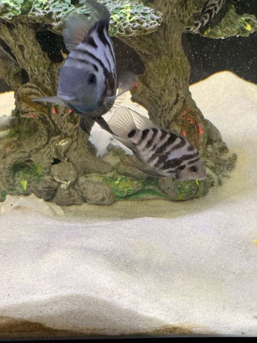 Баликлар сотилади иккаласа битта пара ишлаб турган баликлар