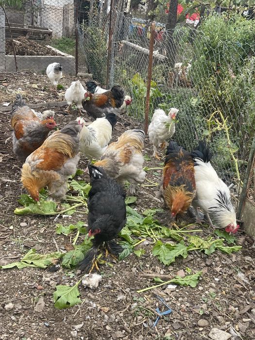 Păsări de curte: cocoși Brahma (6 luni) și curcani (1 an)