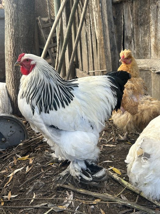Cocos brahma herminat deschis