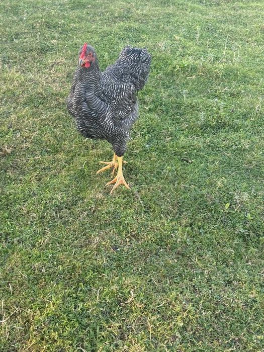 Vând coși de 6 luni