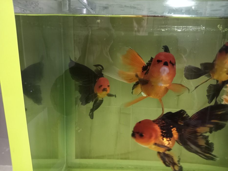 Продам Черно-красную Оранду