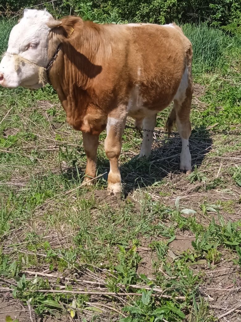 Vând tăuraș baltat