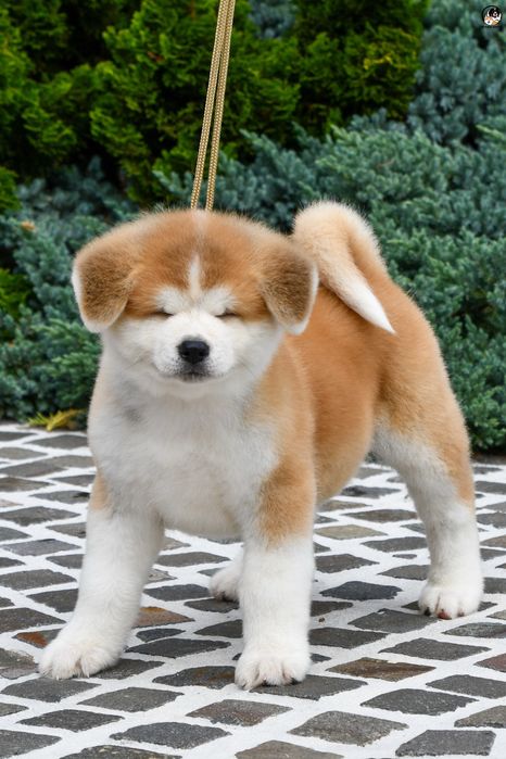 Akita Inu Mascul de top