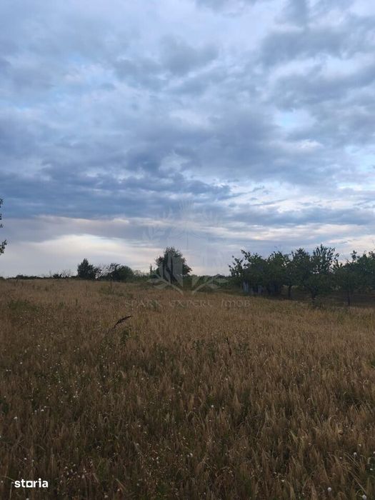 Teren Intravilan//Paulesti//2930Mp