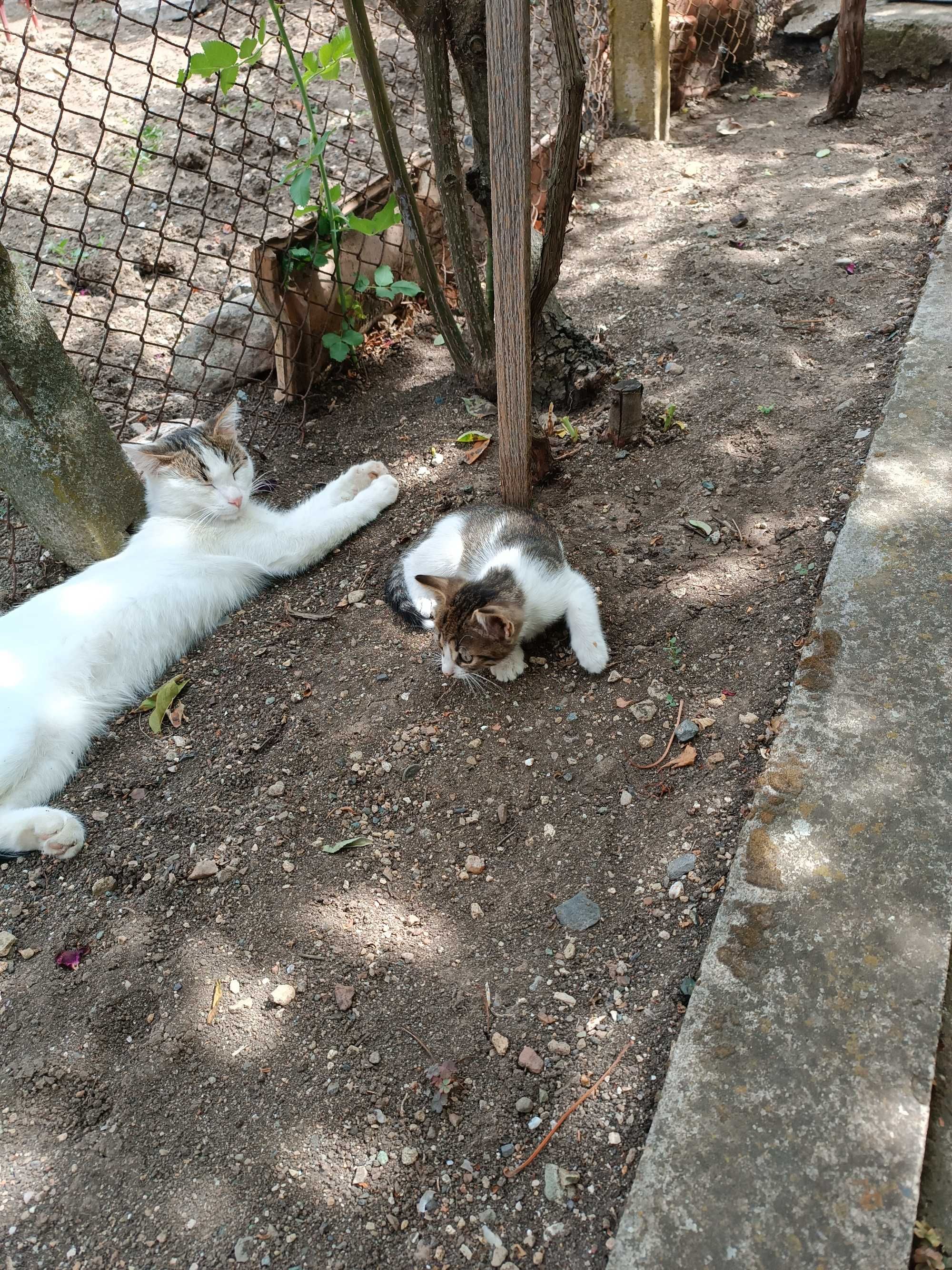 Котенцета вече са на два месеца